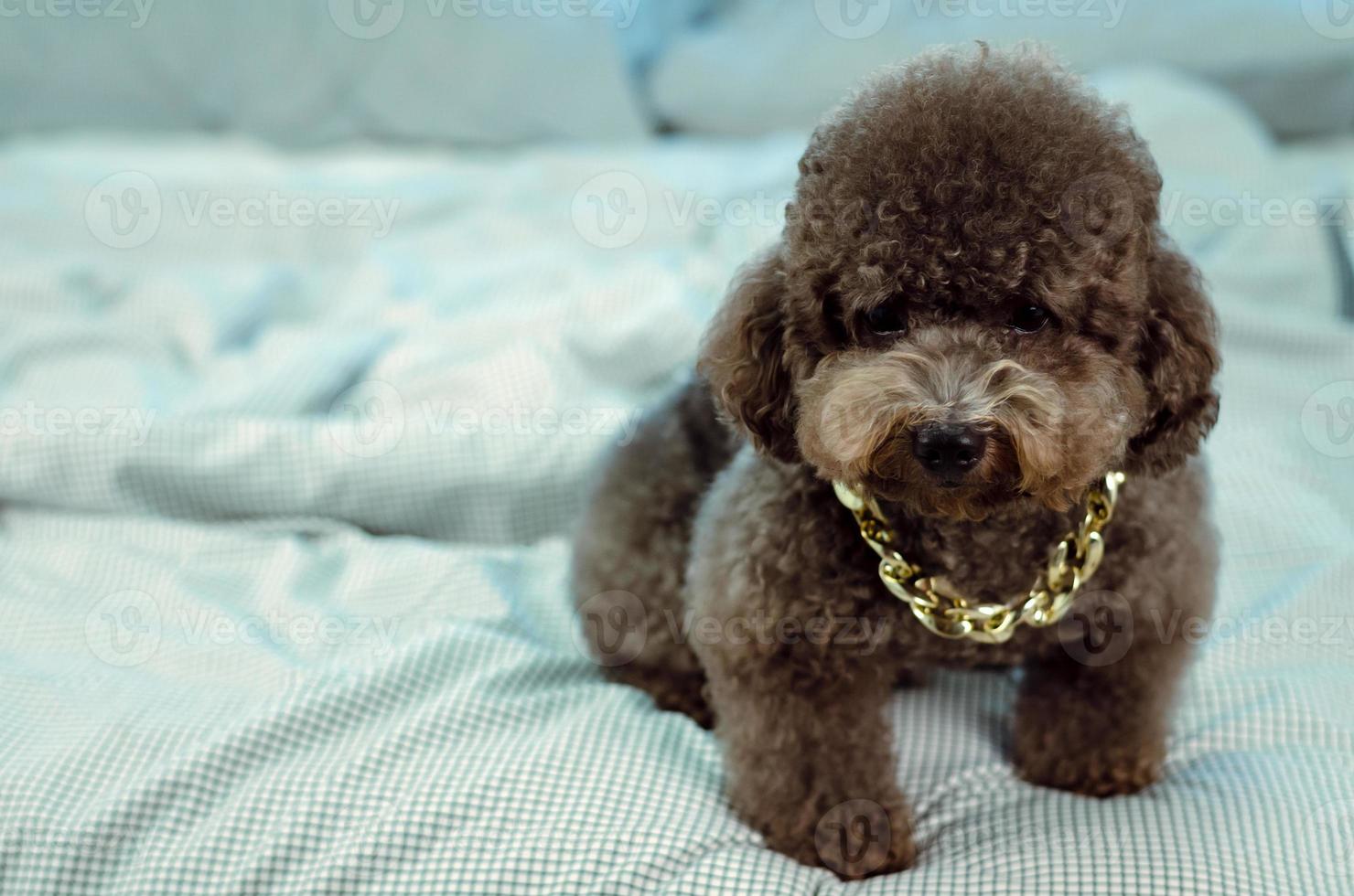 An adorable young black Poodle dog wearing golden necklace and sitting on messy bed. photo