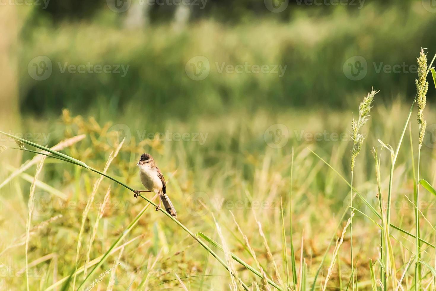 barred warbler - migratory passerine singing bird  sitting on branch photo
