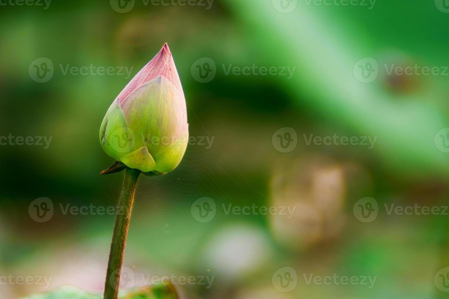lotus flower green leaves in the lake photo