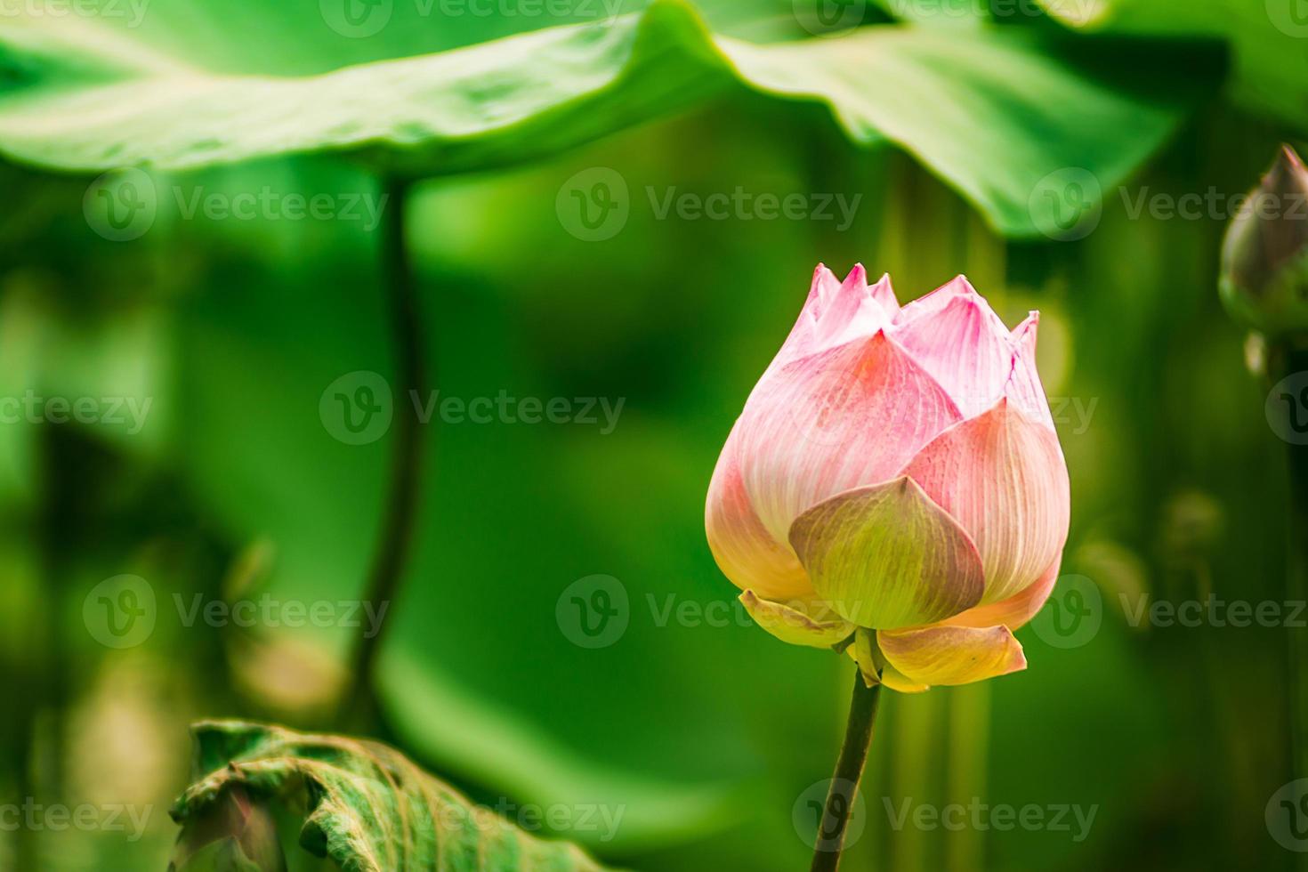 lotus flower green leaves in the lake photo