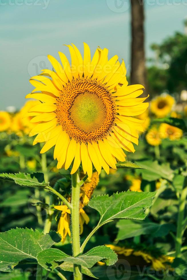 campo de florecimiento, paisaje de granja de girasoles foto