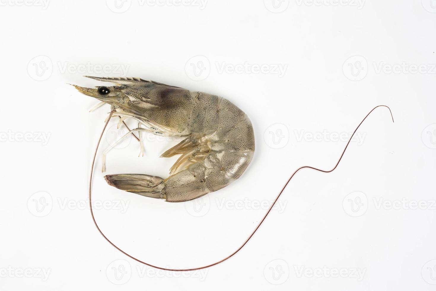 Raw shrimps isolate on white background. photo