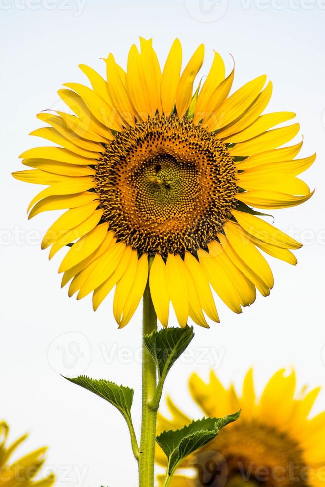 campo de florecimiento, paisaje de granja de girasoles foto