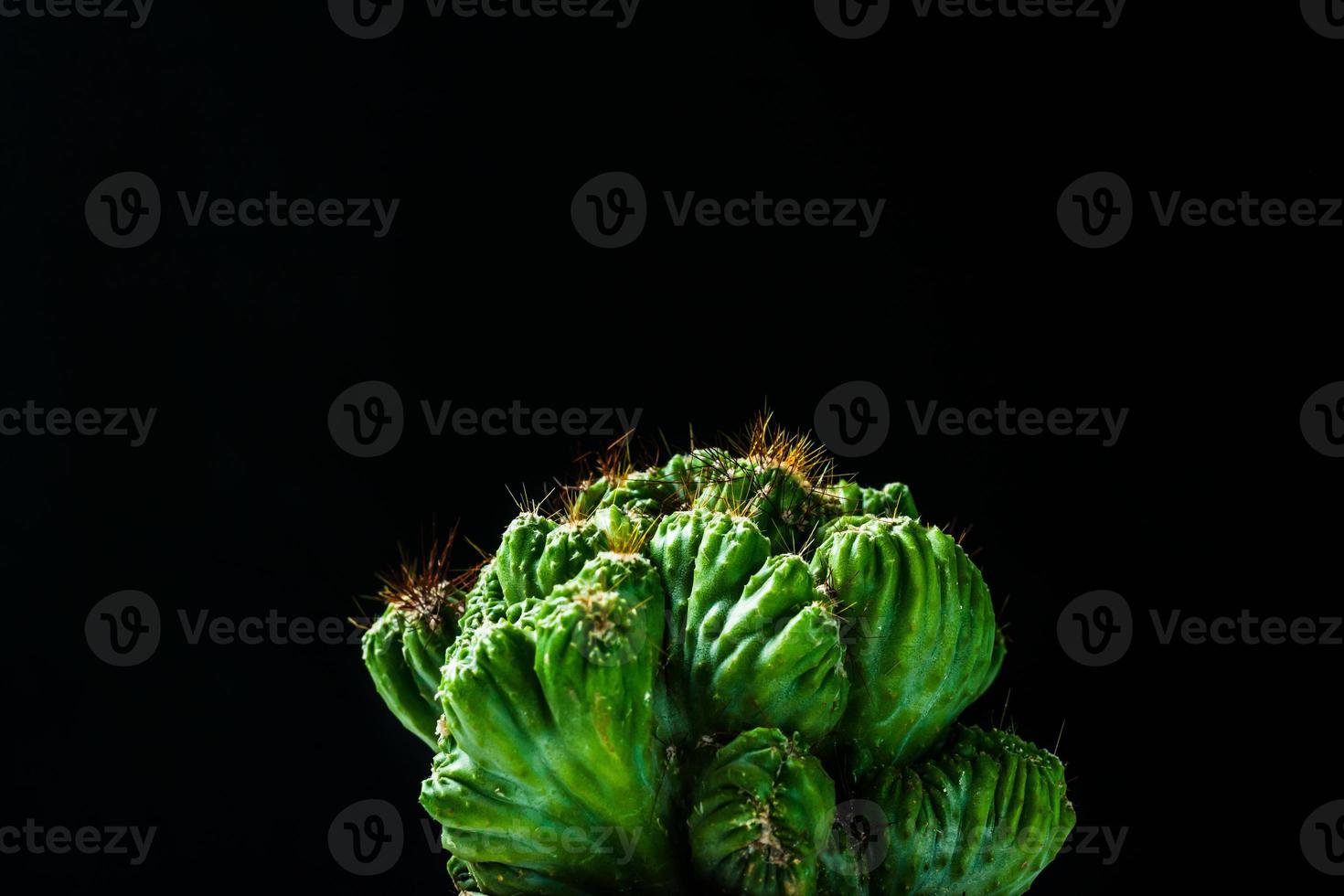 close up cactus on black background photo