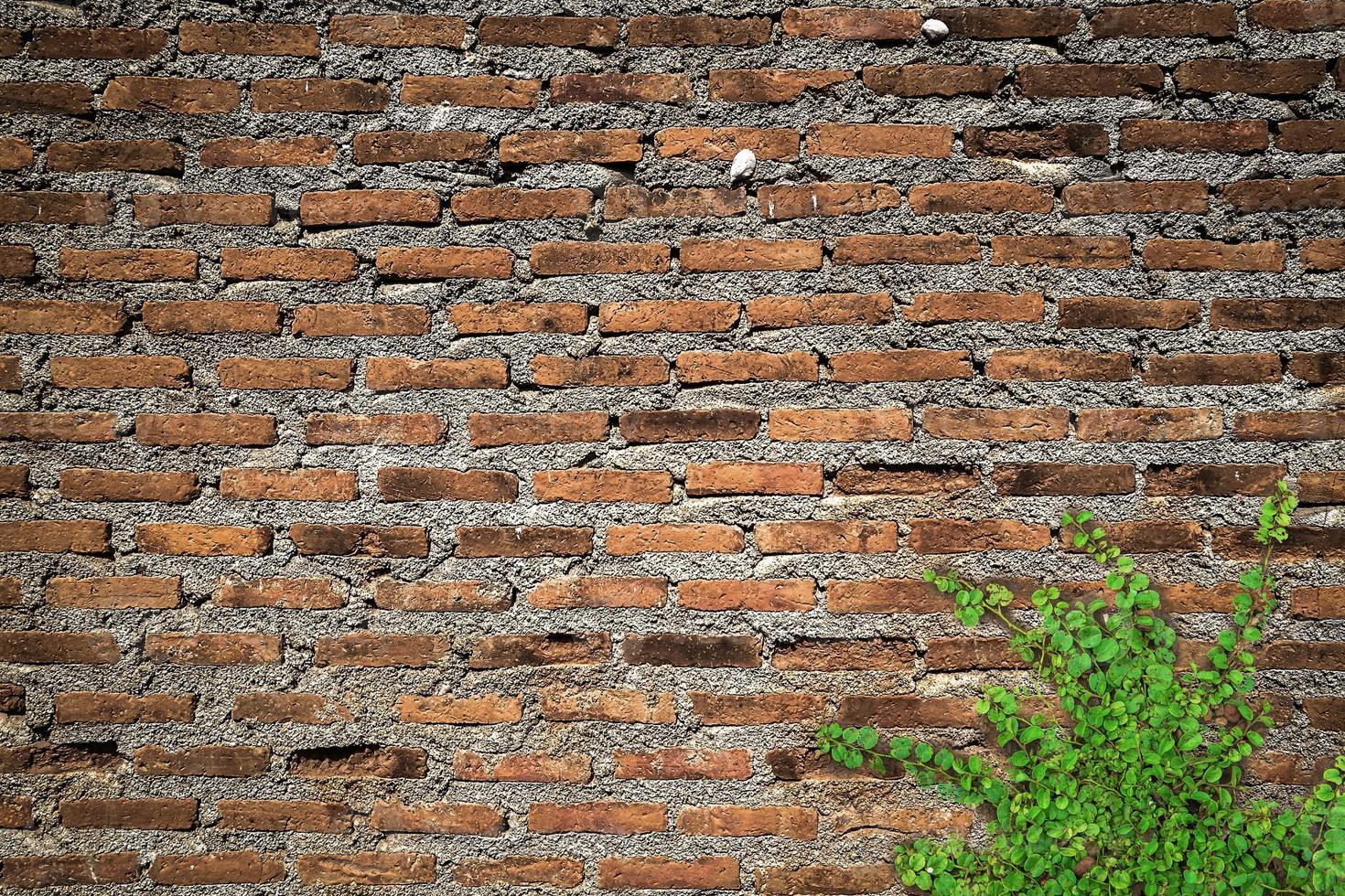 brick wall backdrop for  background photo