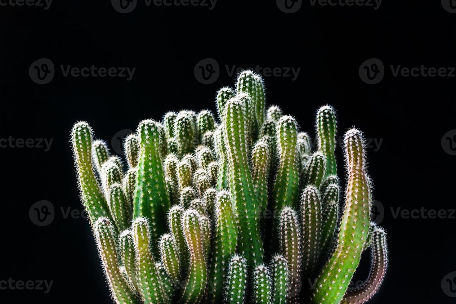 cerrar cactus sobre fondo negro foto