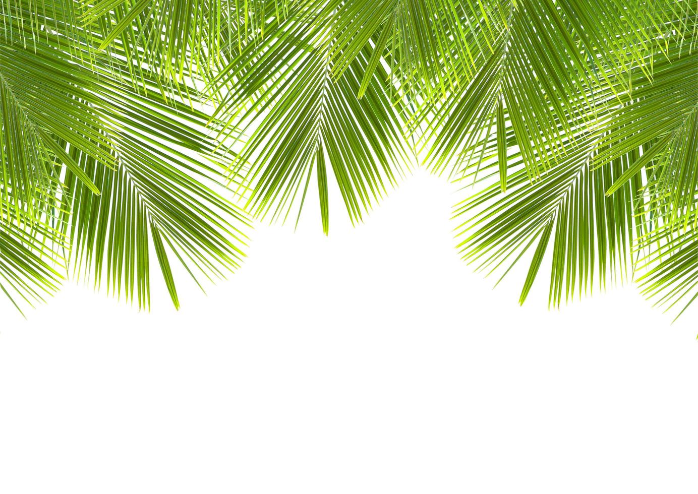 coconut leaf isolated on white background.with clipping path. photo