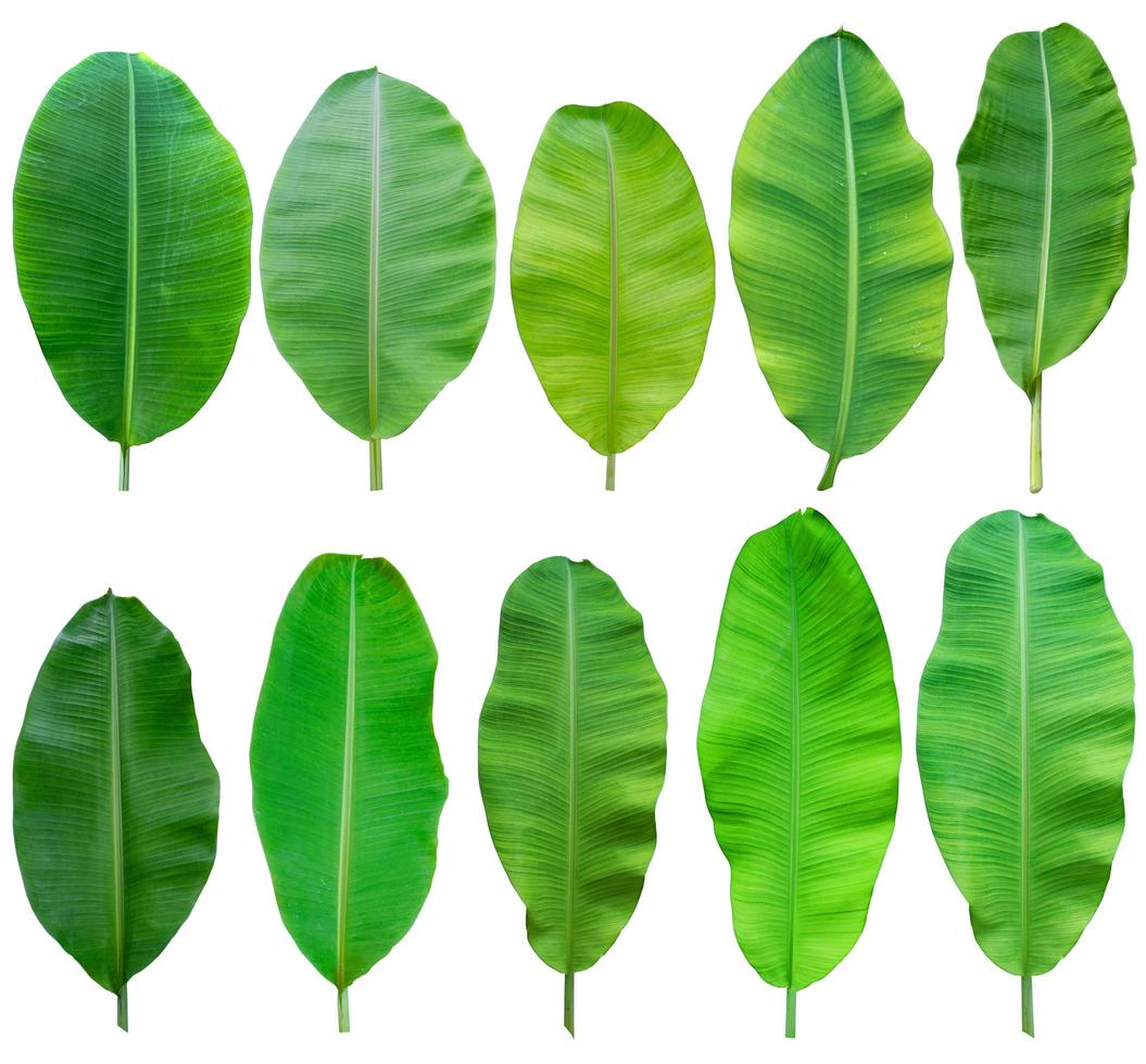 banana leaf with clipping path.set photo