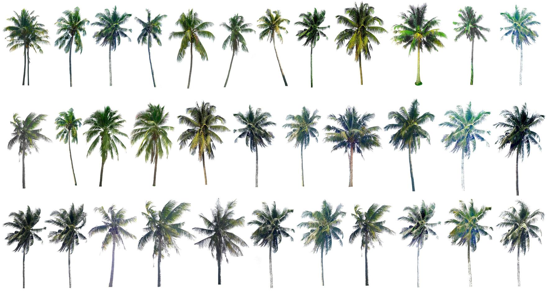 The collection of trees.Coconut and palm trees Isolated tree on white background. photo