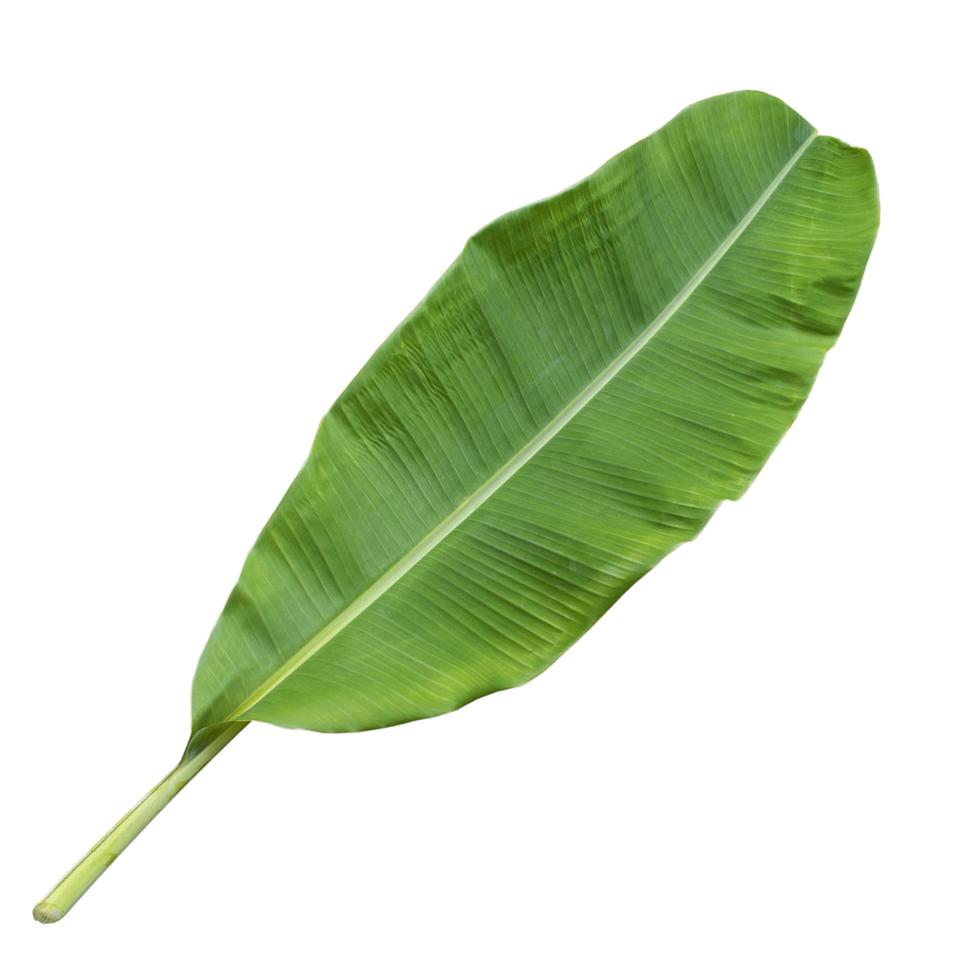 banana leaf with clipping path. photo