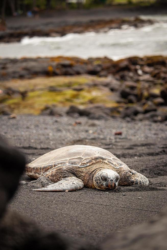 turtle crawling on sand photo