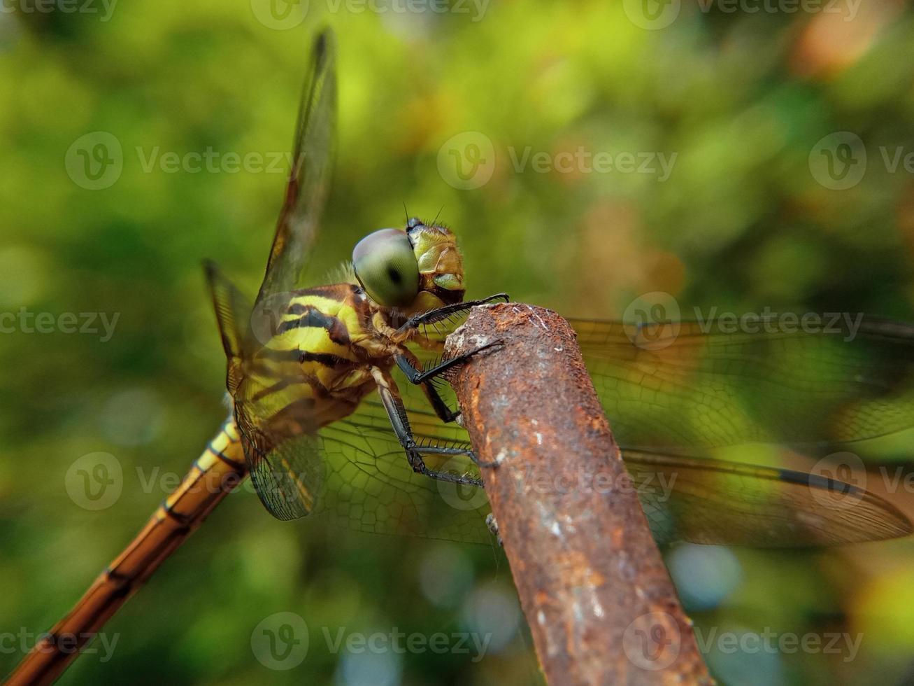 libélula. hermosa libélula en el hábitat natural. la libélula está cazando. tomas macro de una libélula. foto