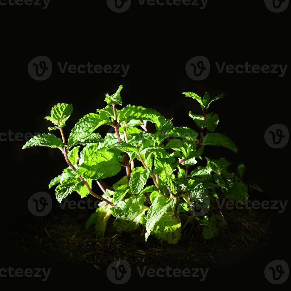 mint in the ground on a black background photo