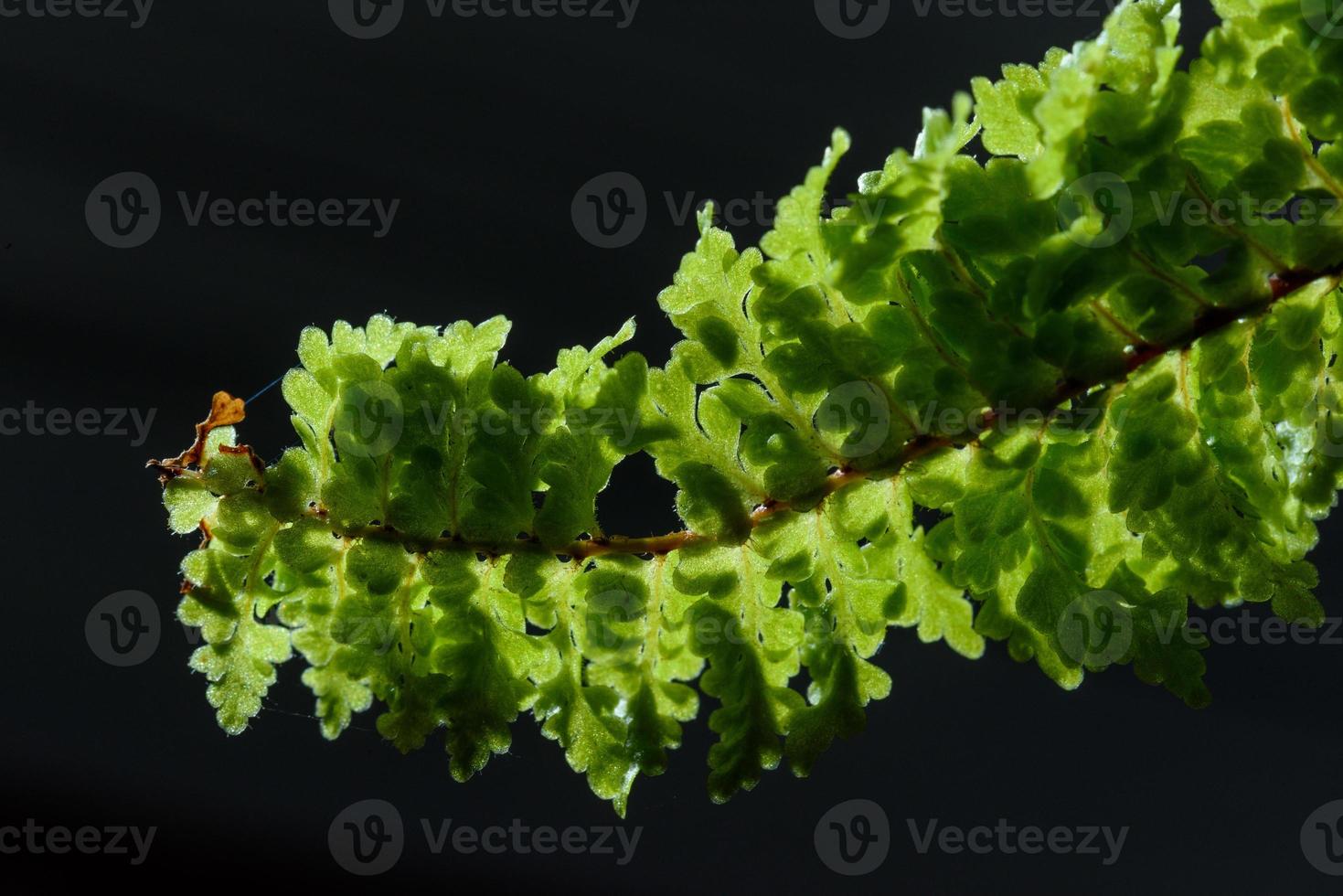 fern leaves on black background photo