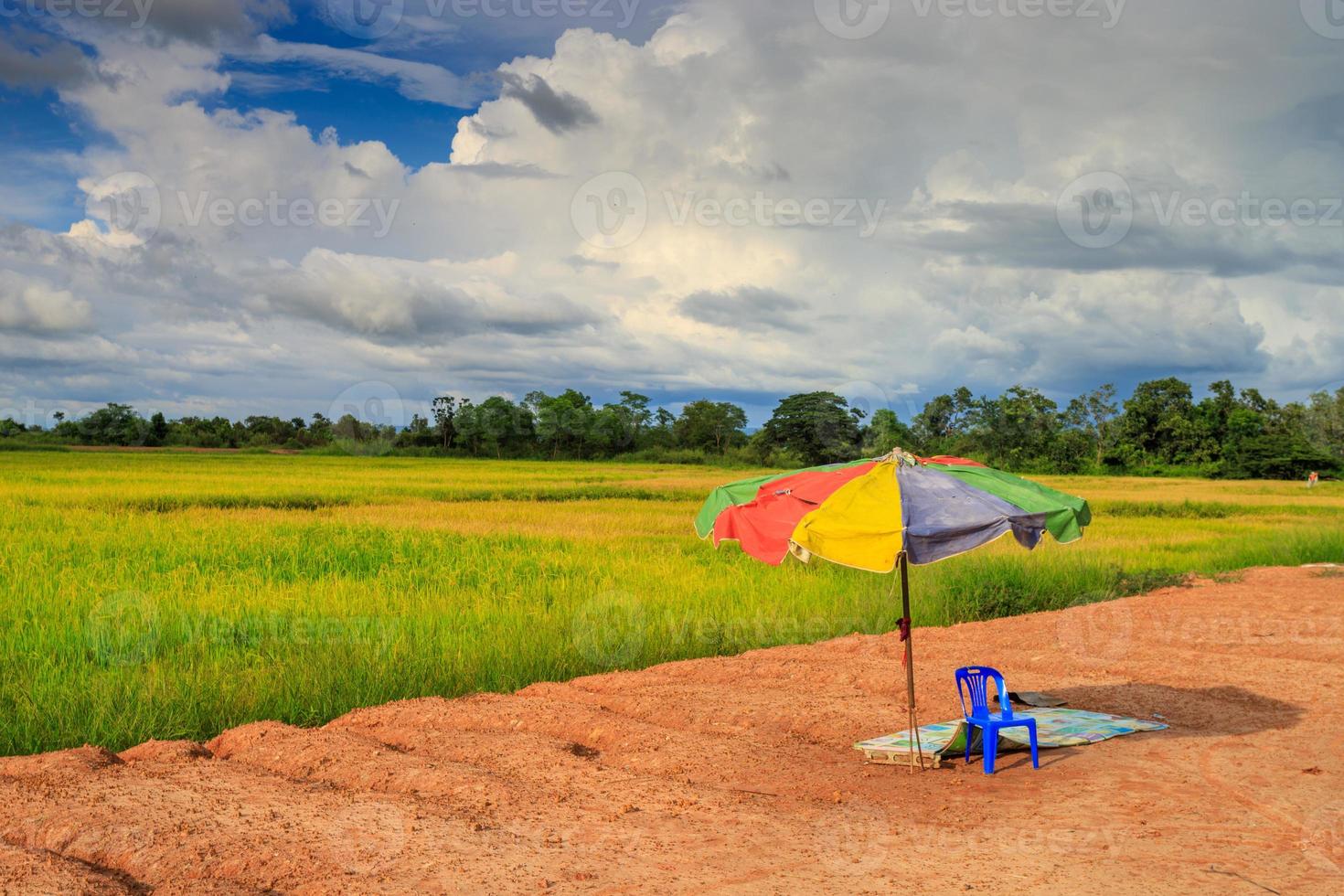 Large umbrella old on the road the rice fields photo