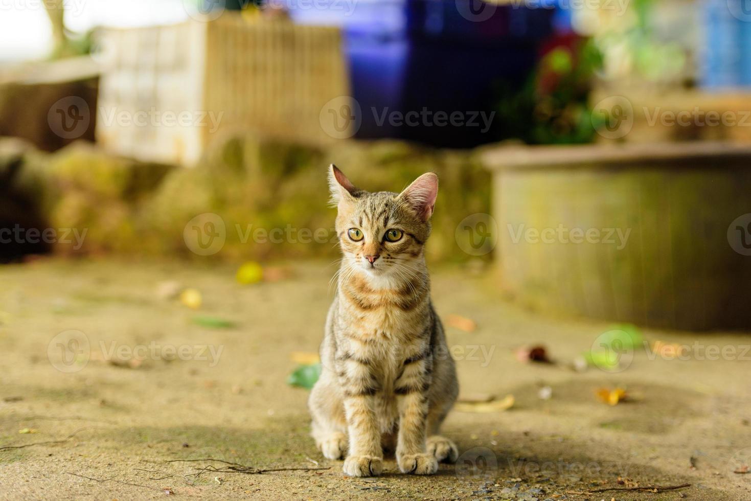 Kitten looks comfortable in nature photo