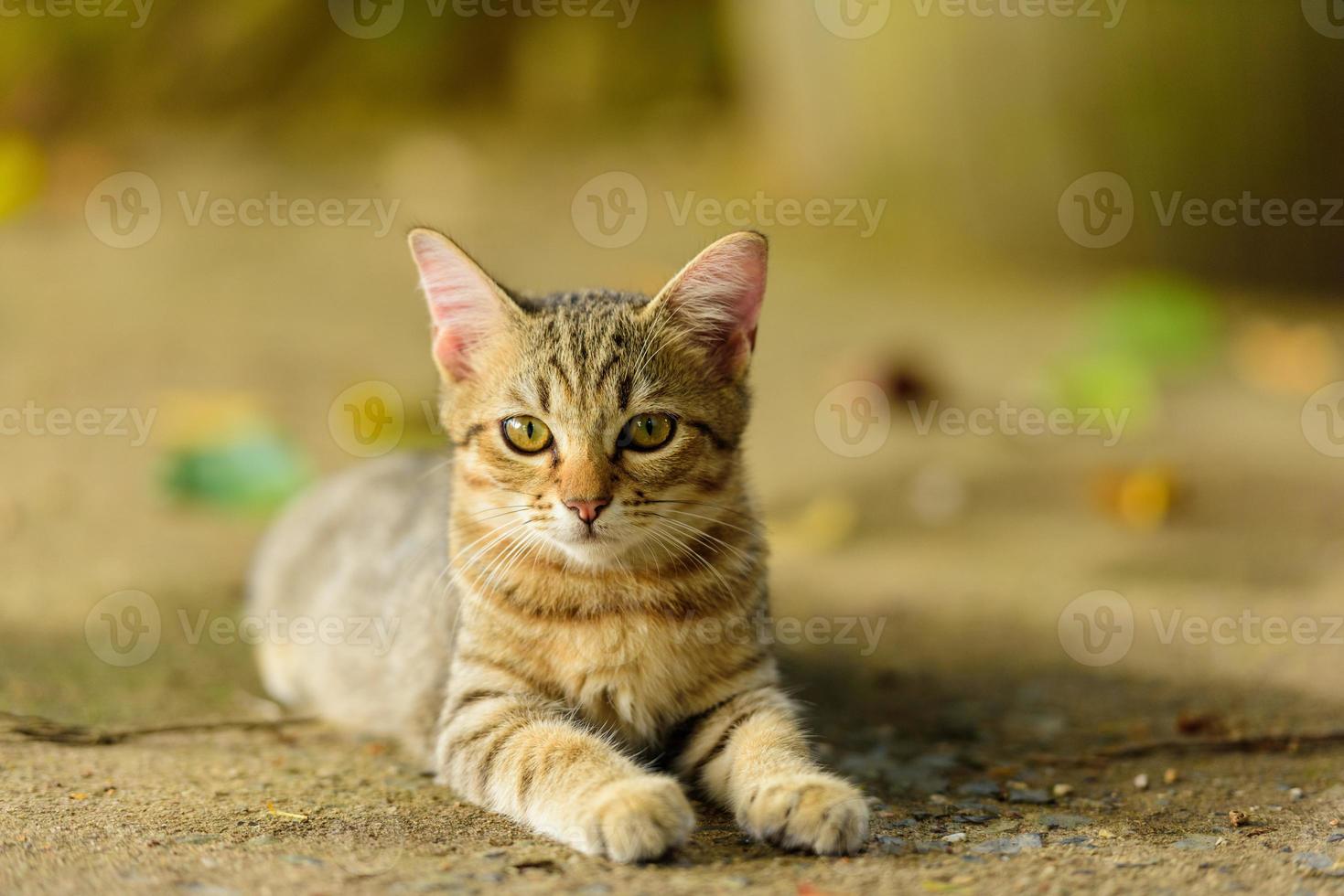 Kitten looks comfortable in nature photo