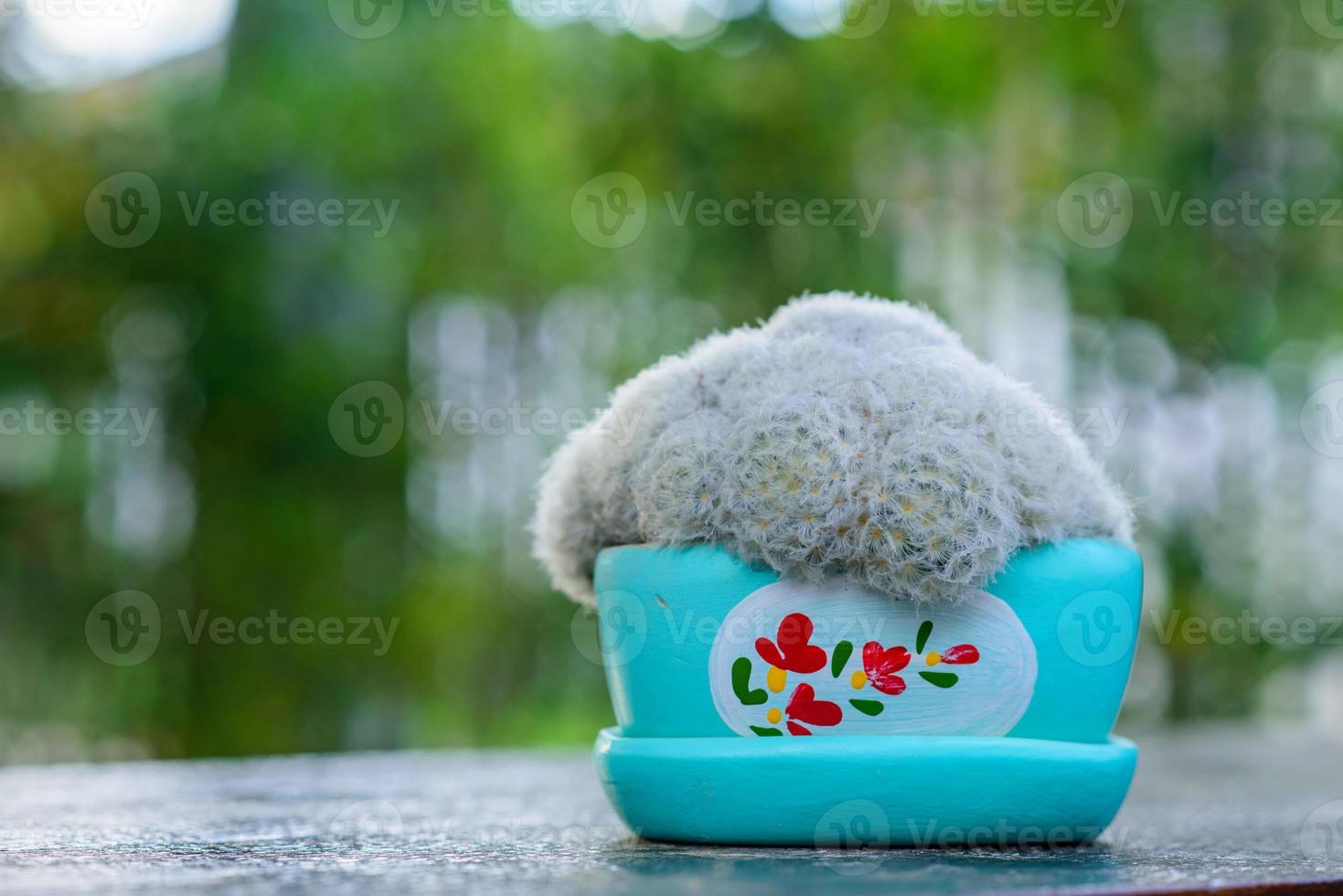 Cactus in a blue pot photo