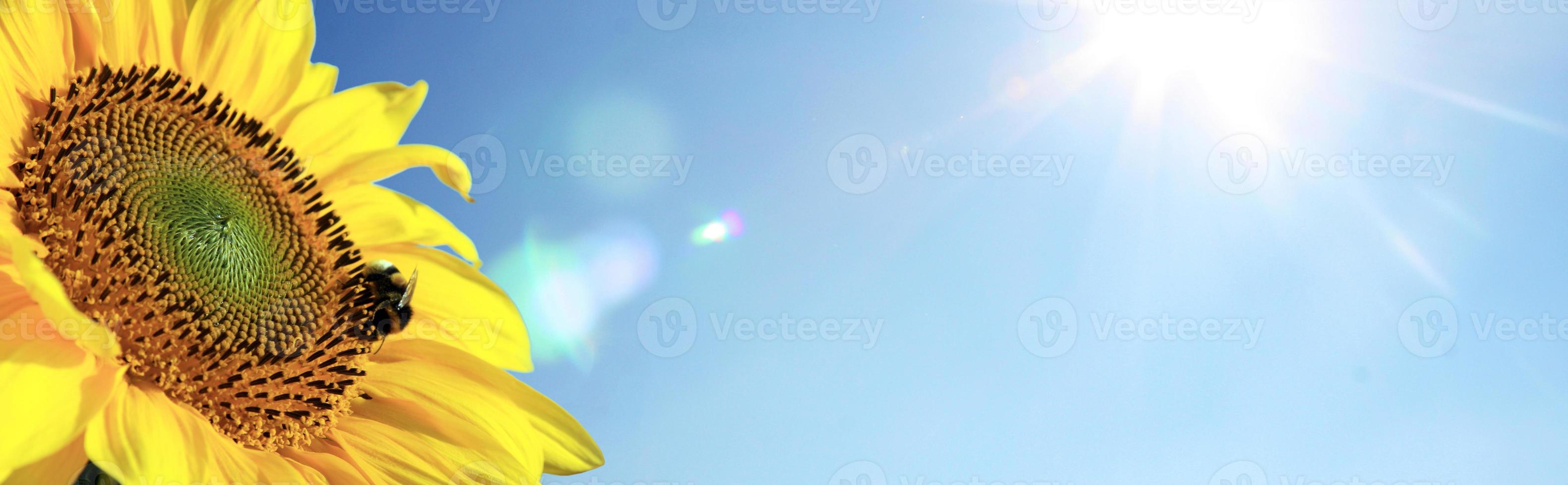 Field of blooming sunflowers on a background blue sky photo