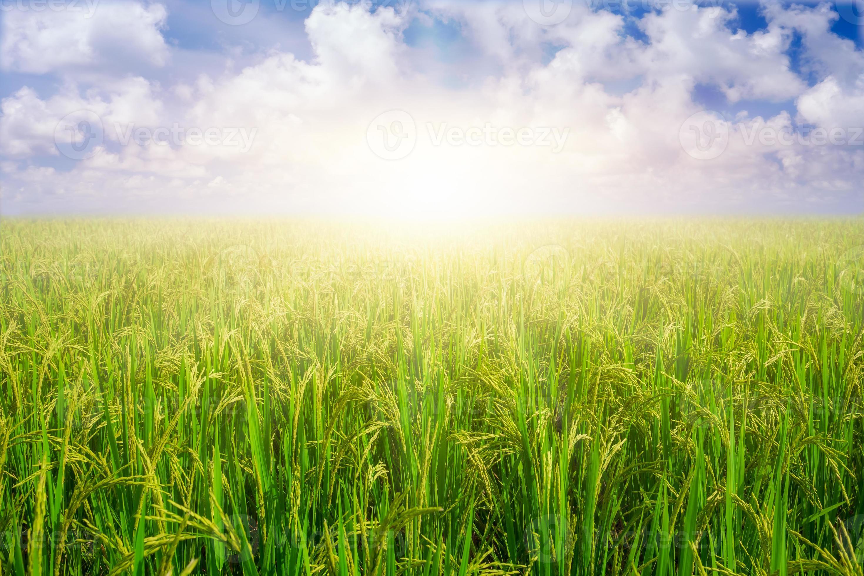Paddy rice grains in rice field against blue sky background and sun