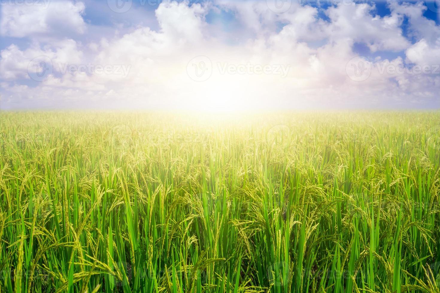 Paddy rice grains in rice field against blue sky background and sun rays. photo