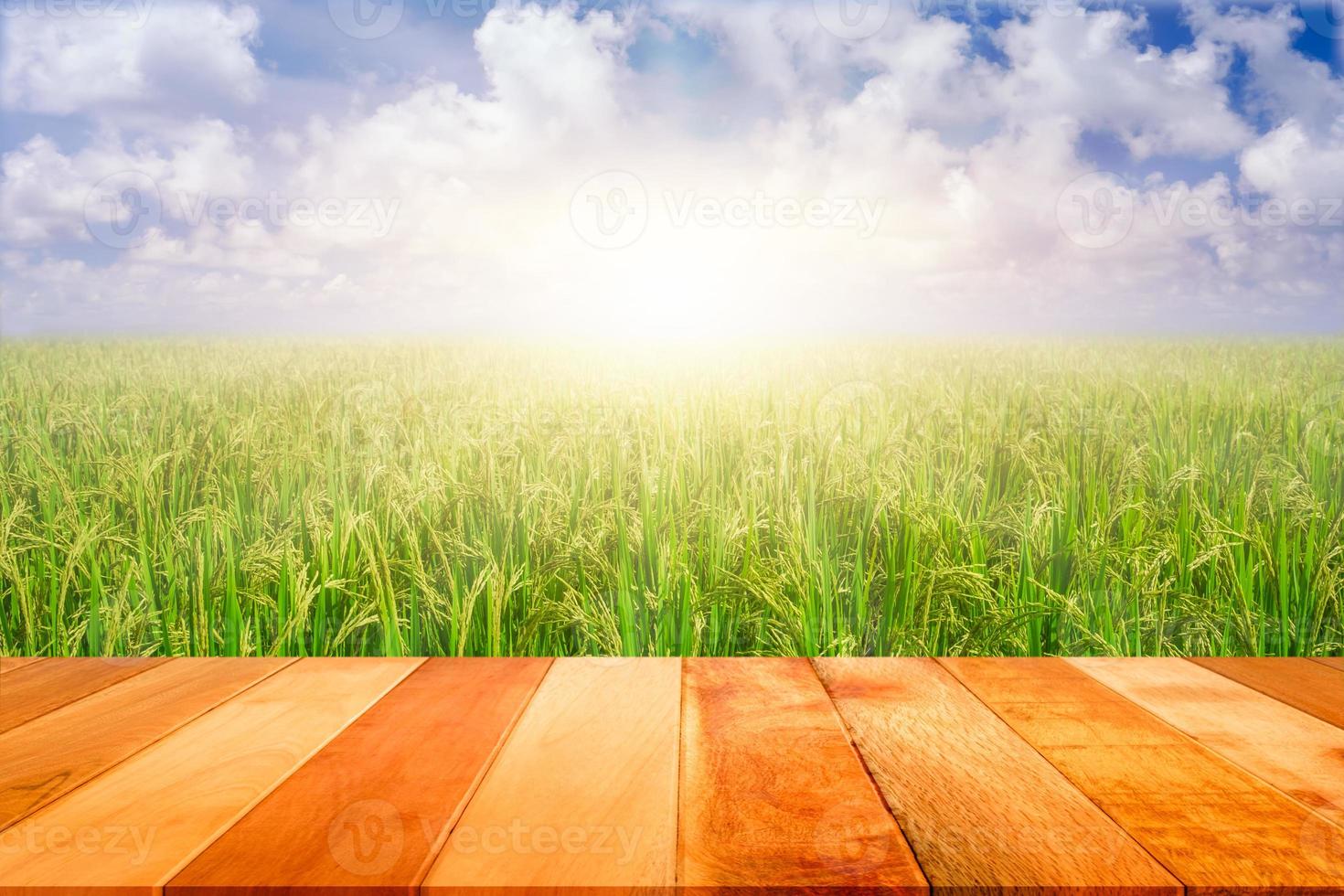 Wood plank with paddy rice grains in rice field against blue sky background and sun rays. photo