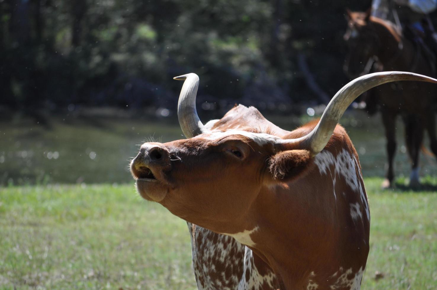 Chisholm Trail Cattle Drive photo