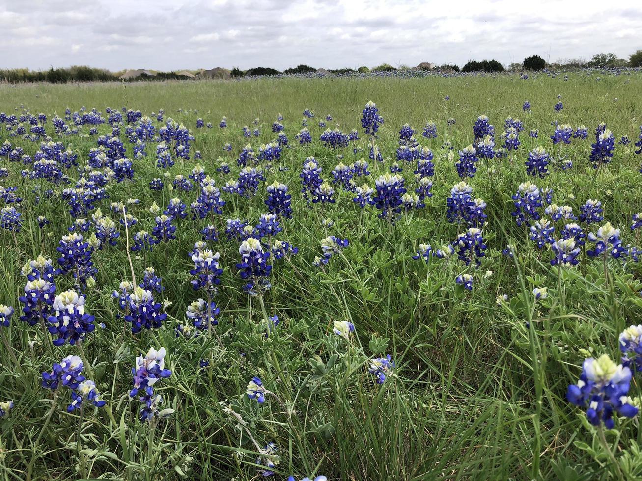 Texas field of Bluebonnets photo