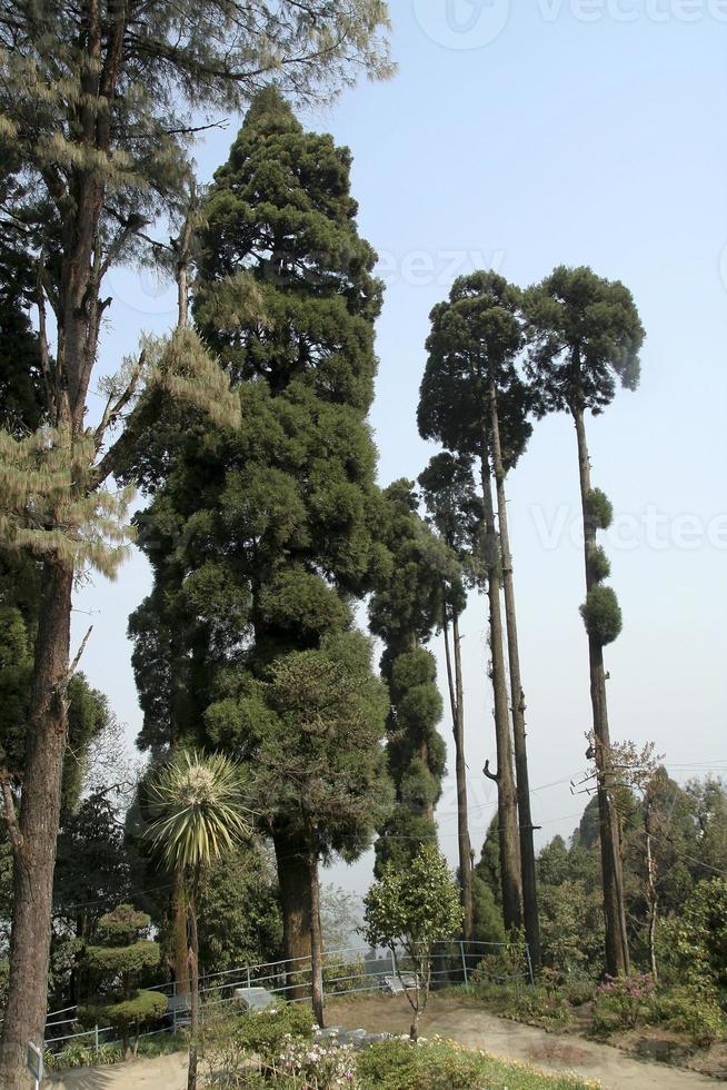 Green Tree Sentinels photo