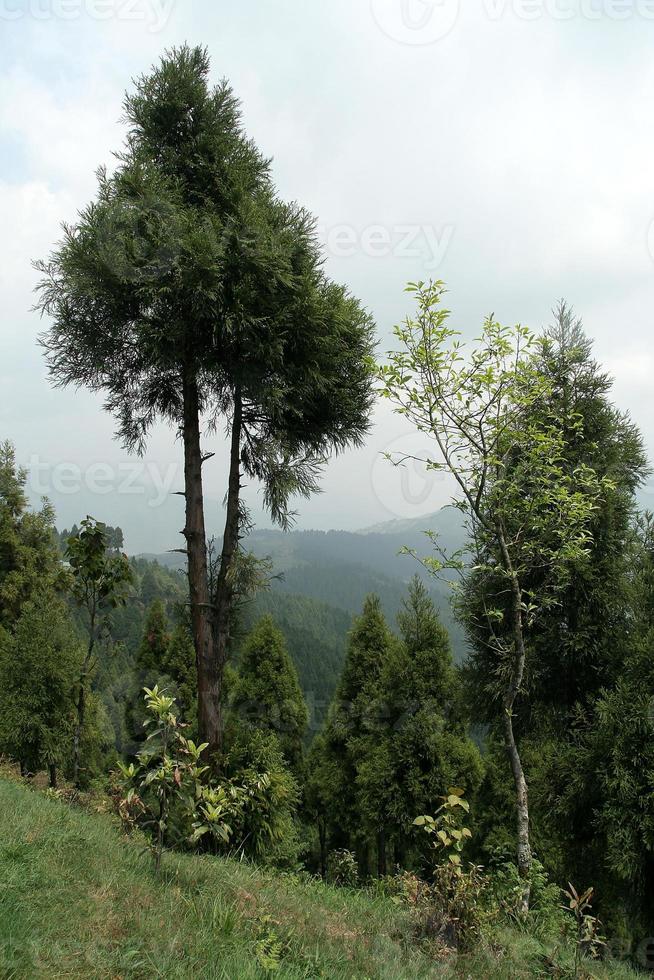 Trees on Mountain Slope photo
