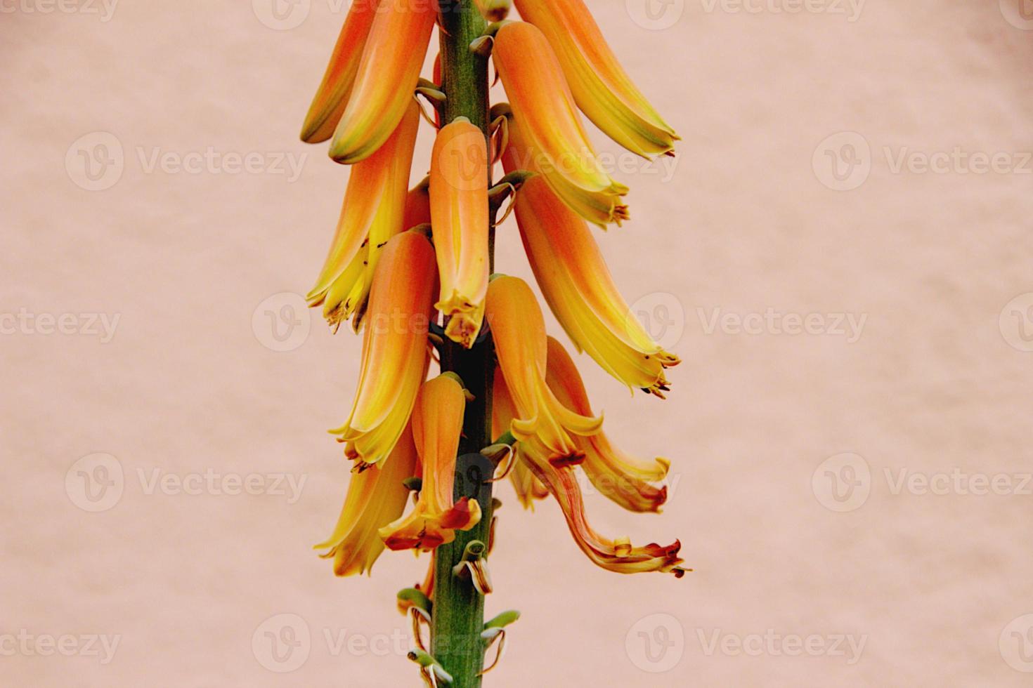 Close-up of Aloe Vera Flowers photo