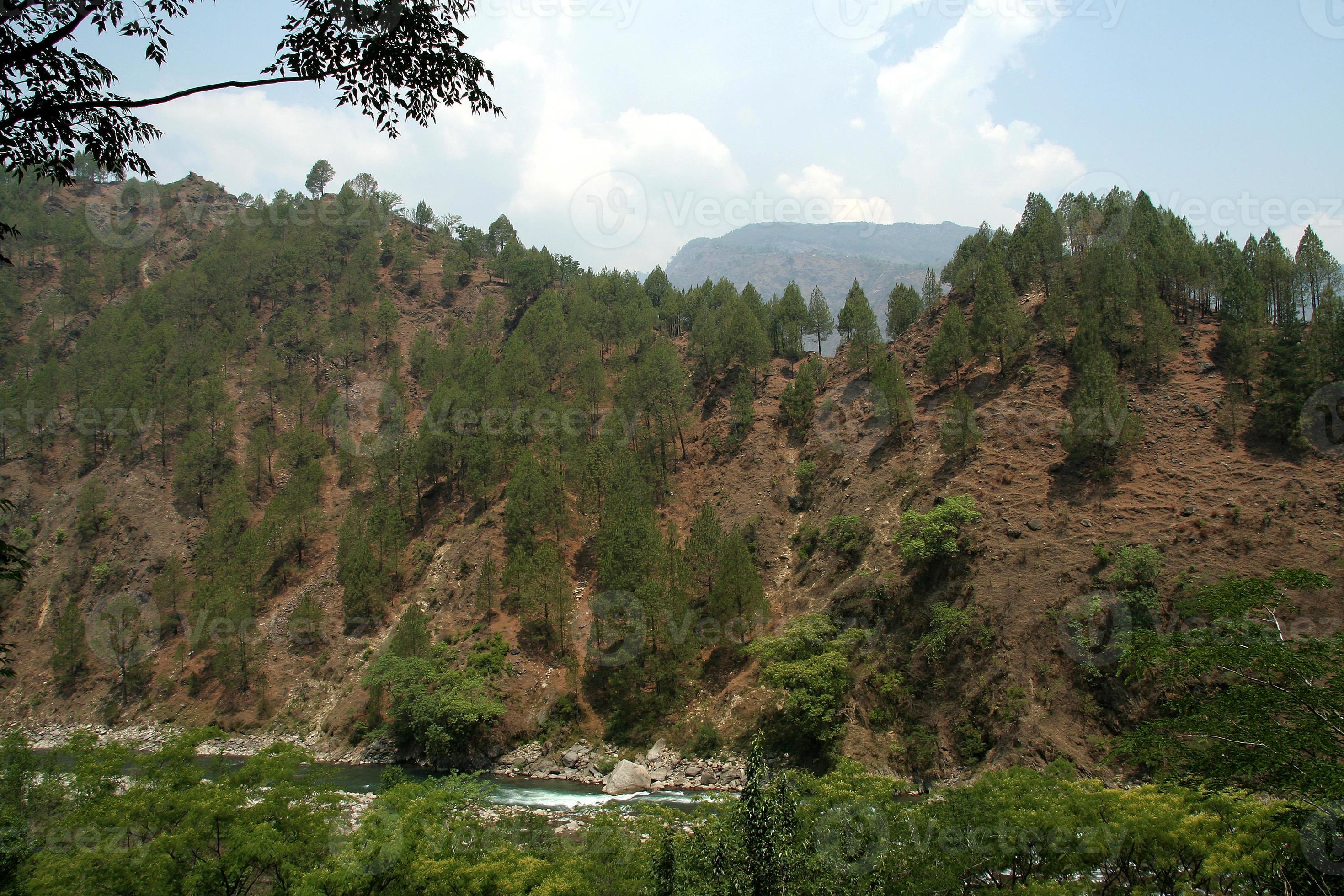 Trees on Hill Slope 8120287 Stock Photo at Vecteezy