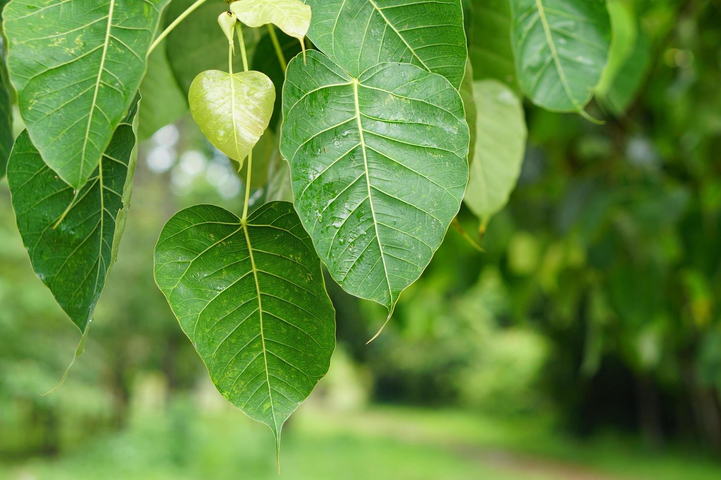 green bodhi leaf background The tree where the Buddha passed away photo