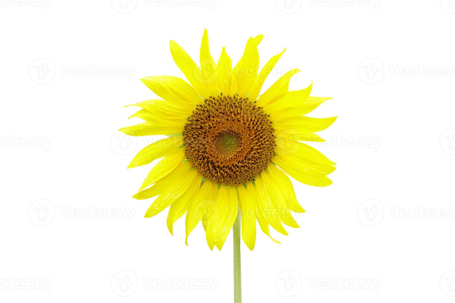 sunflowers on a white background photo