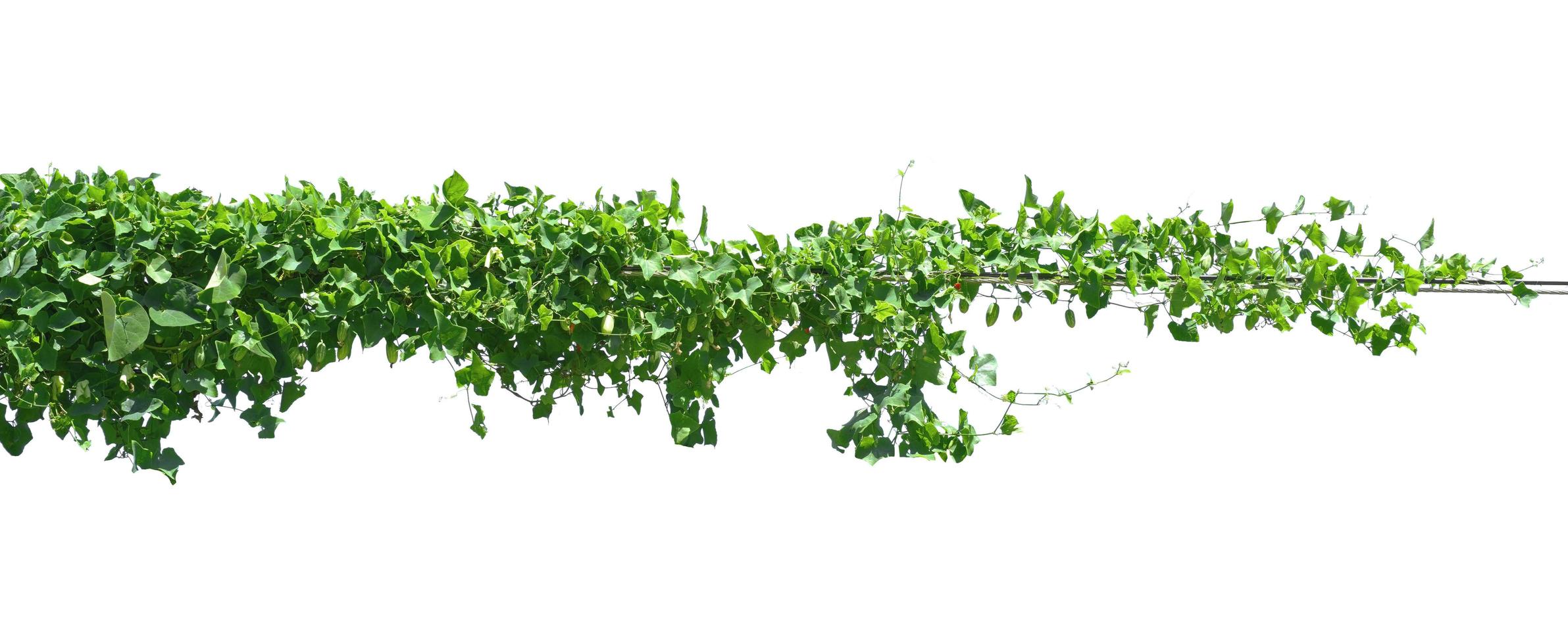 green leaf ivy  plant isolate on white background photo