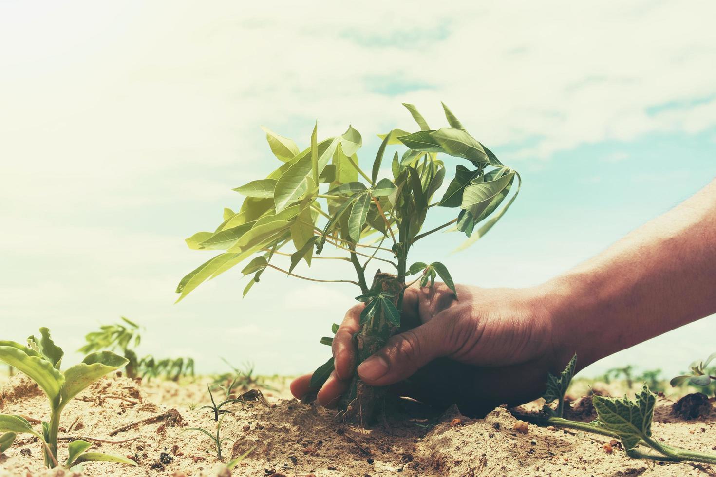 hand holding cassava tree in farmland with sky background. agriculture concept photo