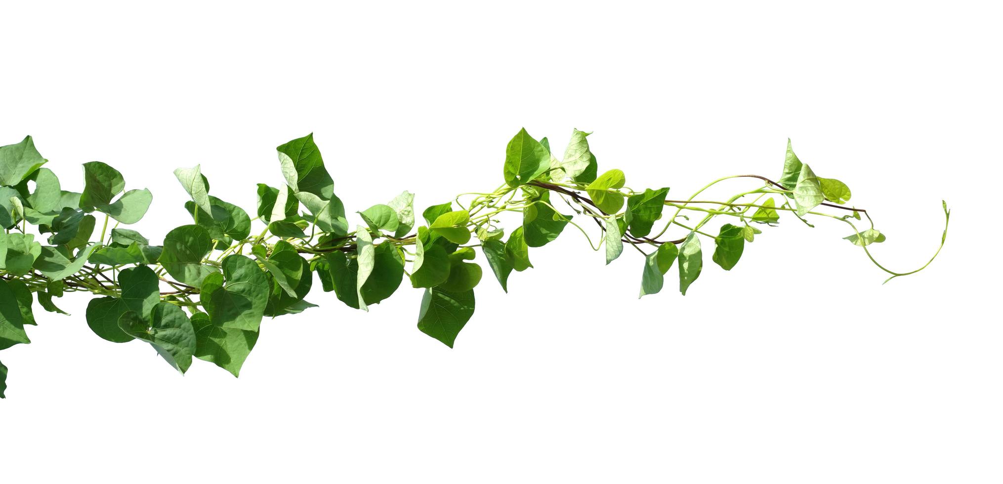 ivy plant isolate on white background photo