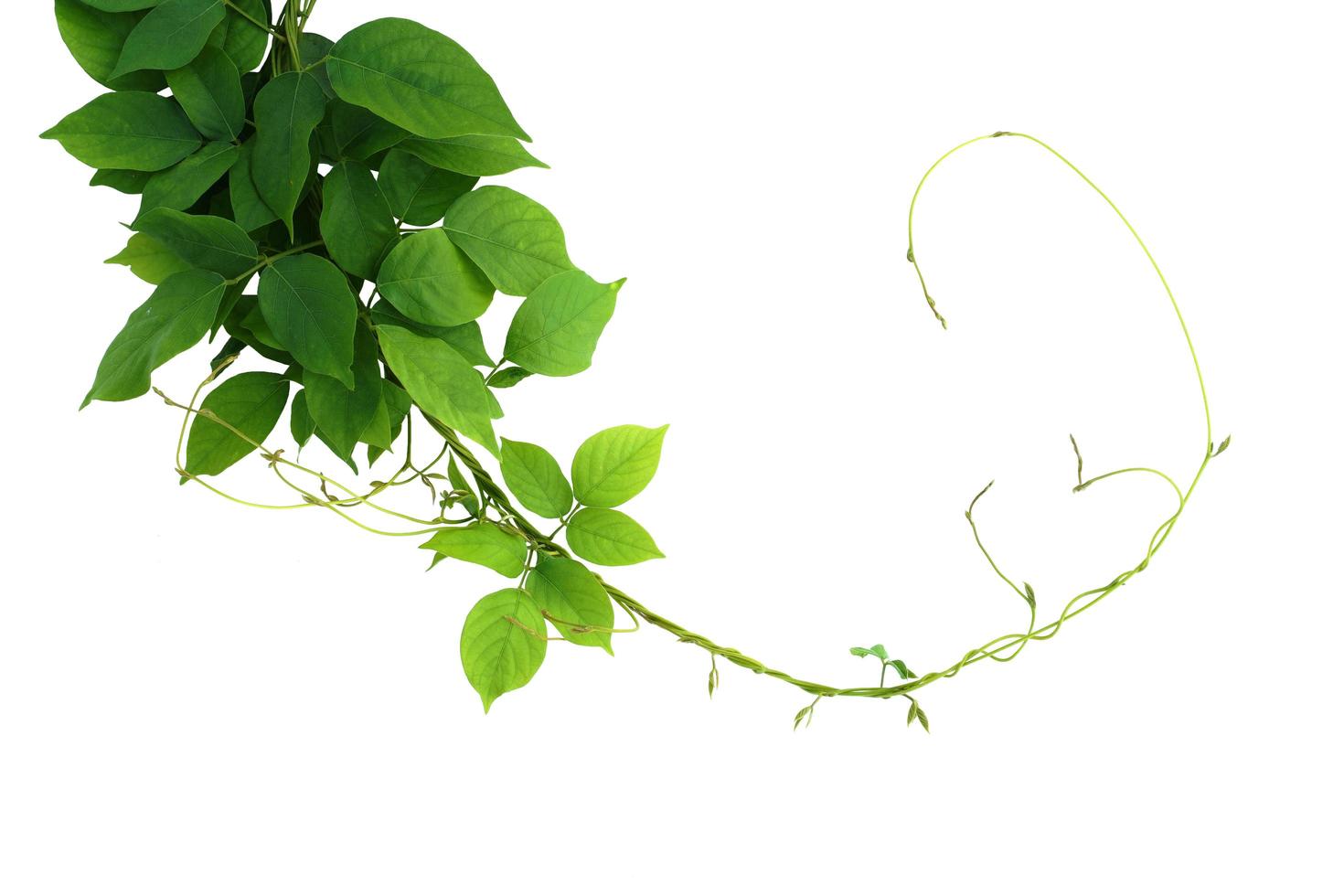 ivy plant isolate on white background photo