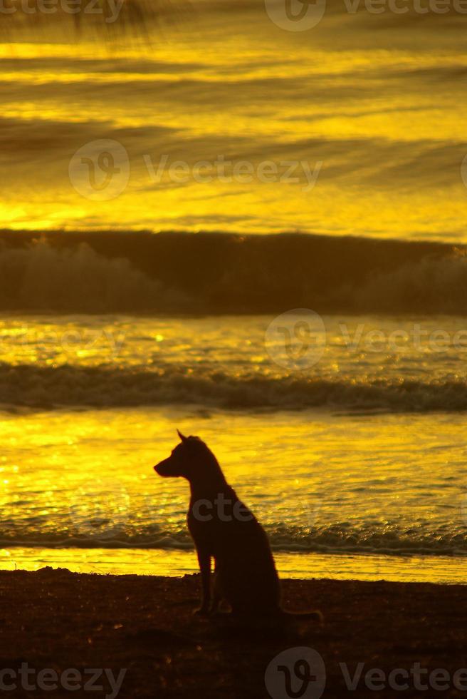 silueta de un perro tirado en la playa y la luz dorada del reflejo de la puesta de sol en la superficie del mar foto