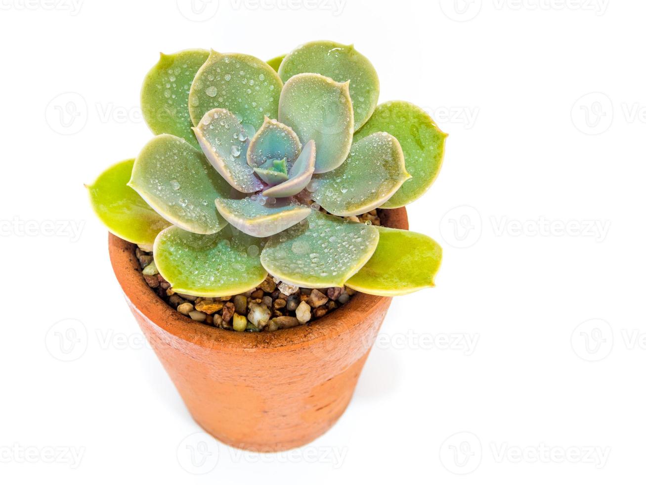 primer plano de planta suculenta echeveria planta en la olla de barro foto