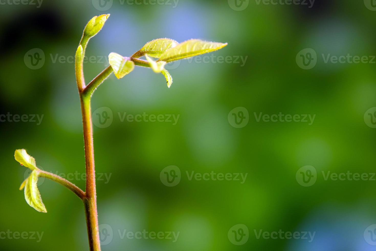 Bud leaves of young plant seeding in forest photo