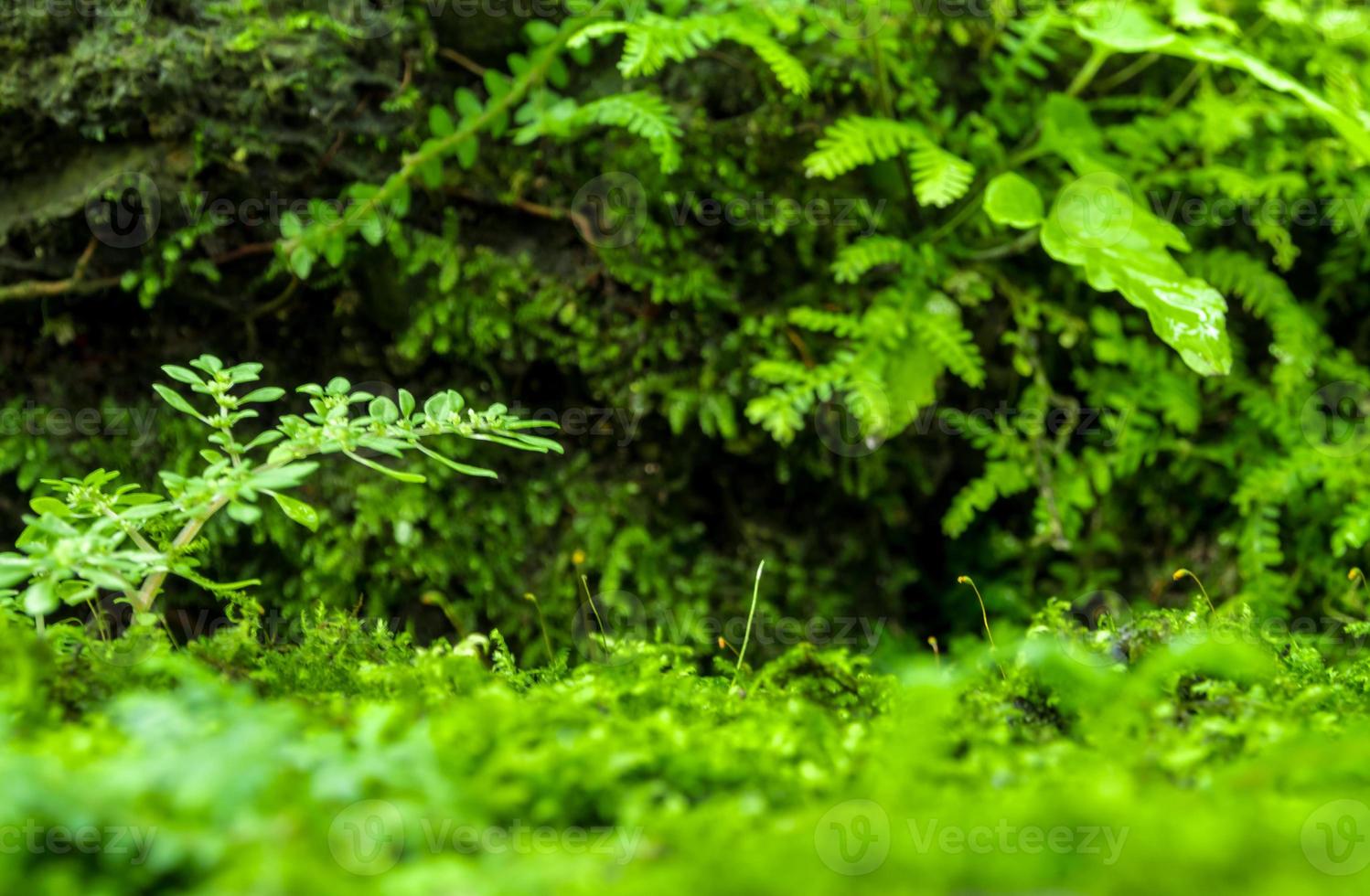 Freshness green moss and ferns with water drops growing in the rain forest photo