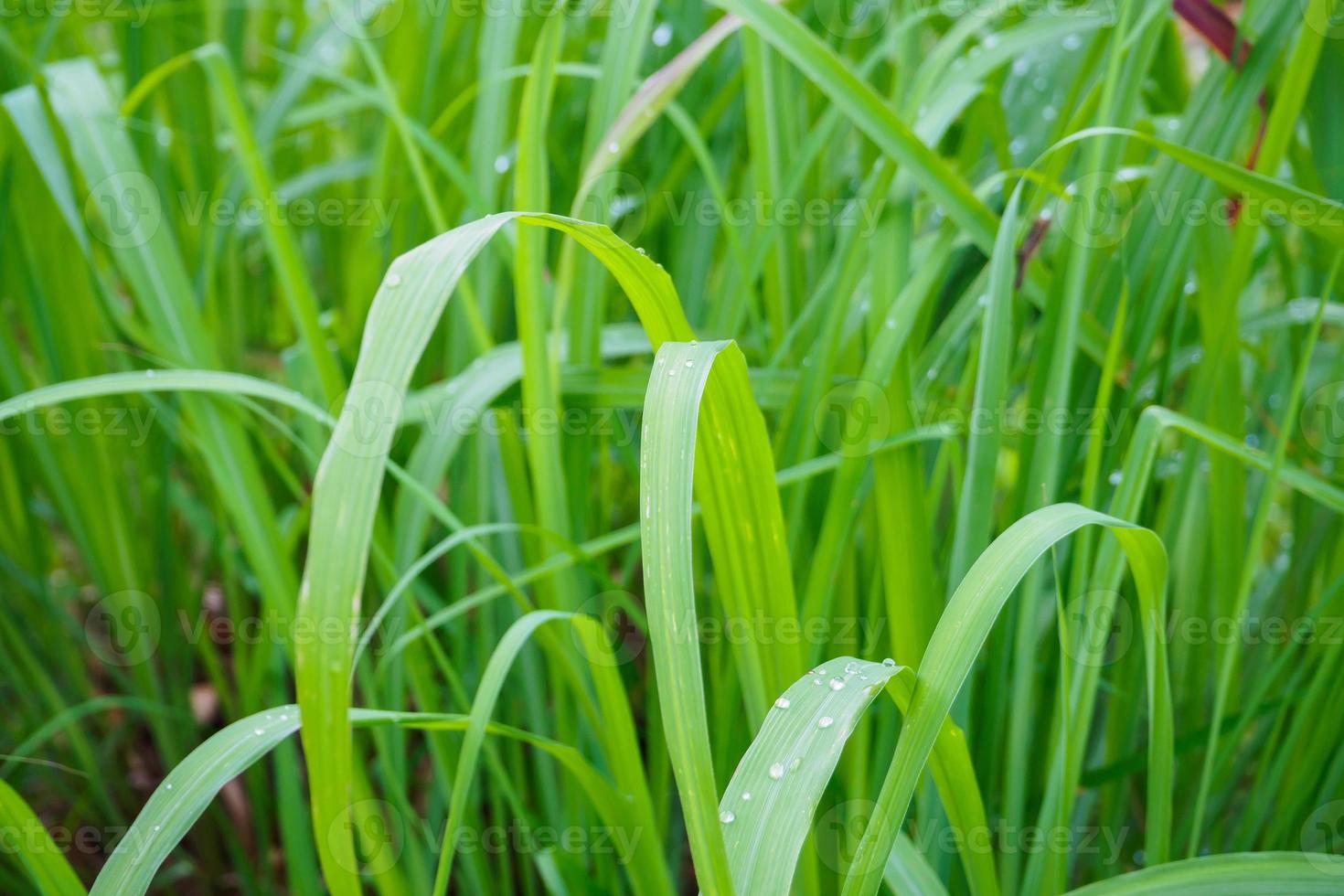 Lemon grass plant green leaf background photo