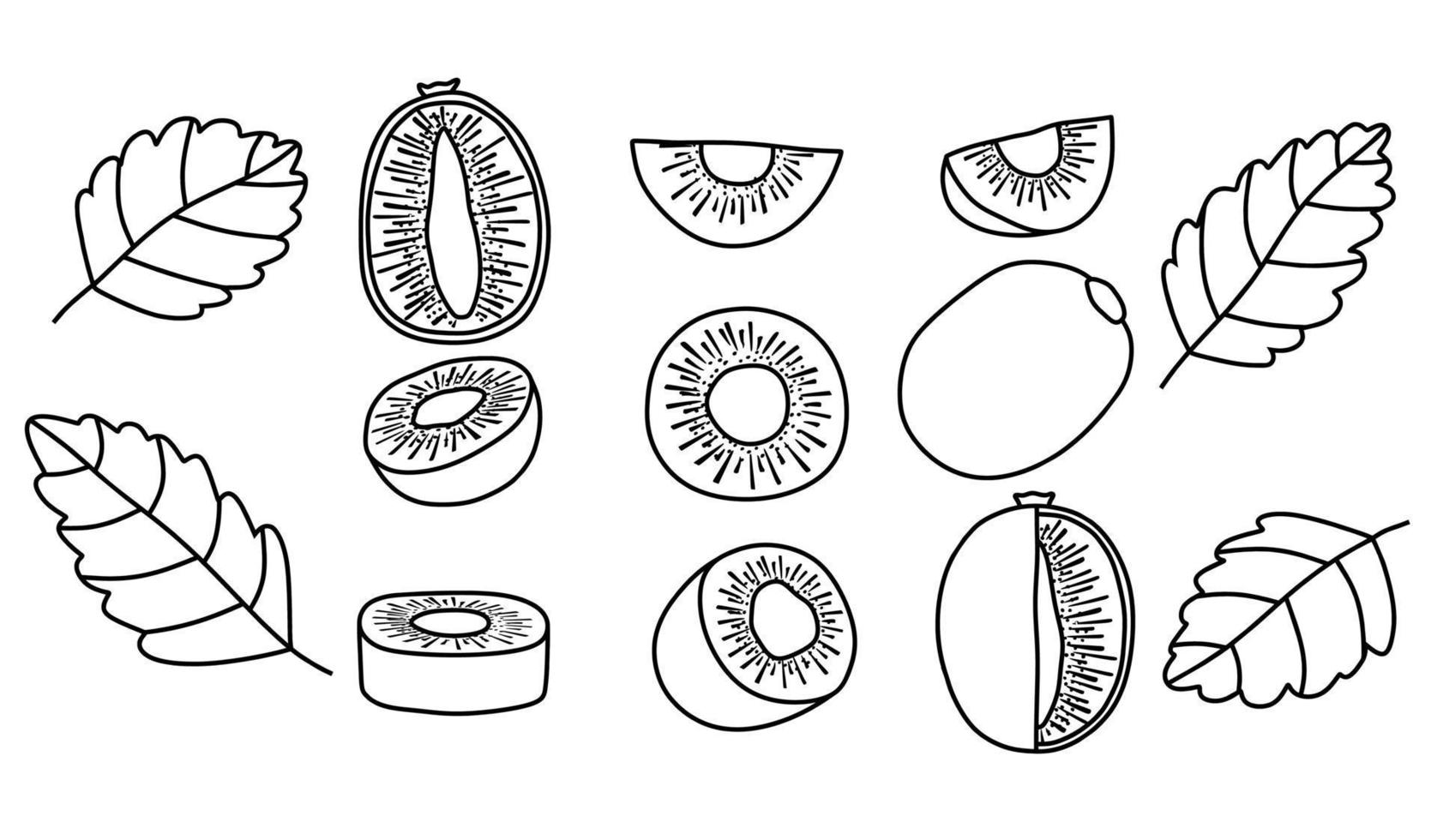 hand drawn set of kiwi fruits on a white background. vector