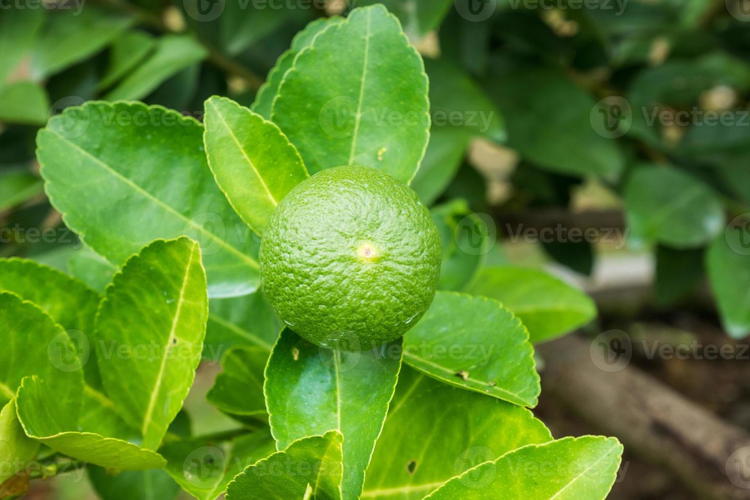 Fresh green lemon limes on tree in organic garden photo