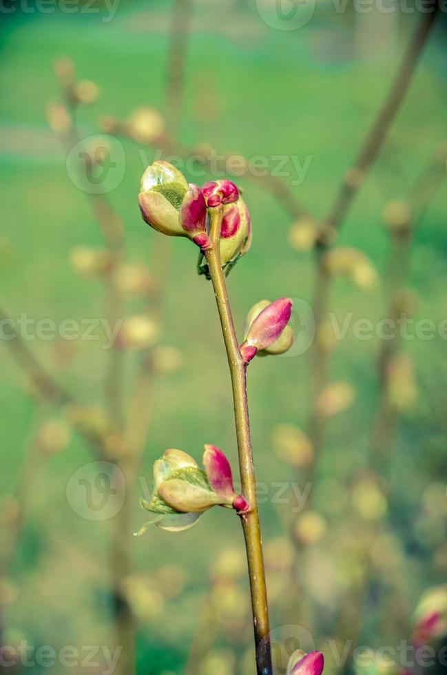 Branch of a tree with green budding buds, early spring, close-up. photo