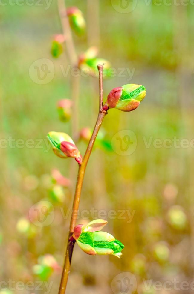 Branch of a tree with green budding buds, early spring, close-up. photo