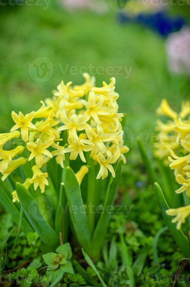 delicados jacintos amarillos en un lecho de flores que crece en la naturaleza foto