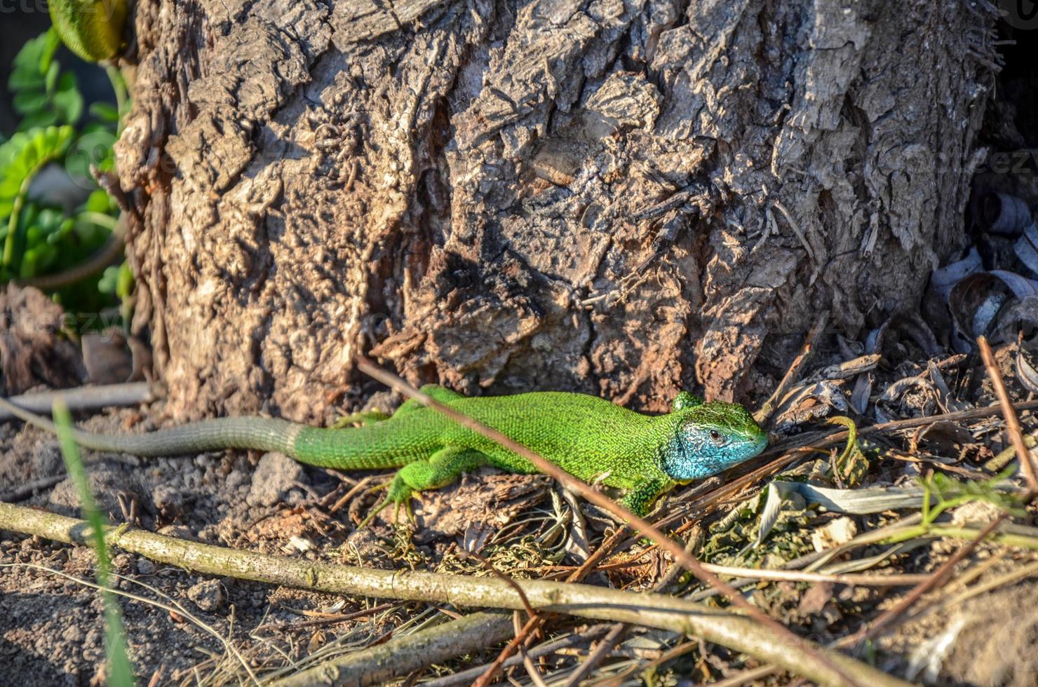 Green and blue Mediterranean gecko lizard spotted on a brown ground near the tree trunk photo