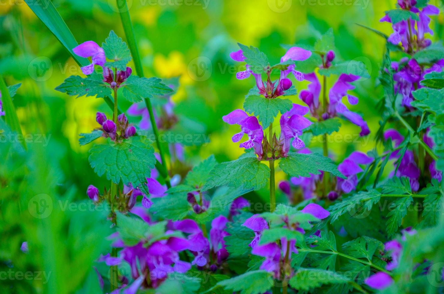 fondo floral violeta. campo de lavanda, efecto difuminado. estilo provenzal. flores de hierbas en tonos apagados foto